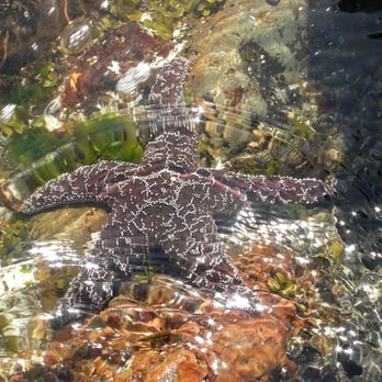 Glass Beach - Glass Beach Starfish - Beaches Near Me Glass Beach - Glass Beach Starfish - Beaches Near Me