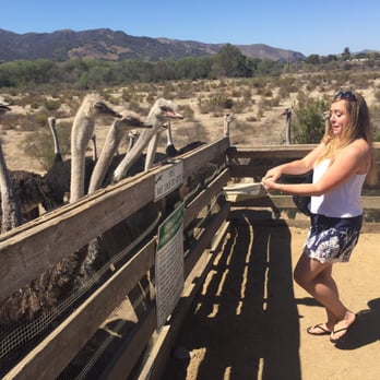 Ostrichland USA - Feeding them - Attraction Farms Near Me - Solvang, California Ostrichland USA - Feeding them - Attraction Farms Near Me - Solvang, California