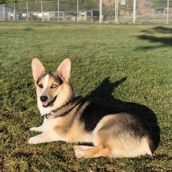 Link Piazzo Dog Park