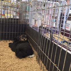 Double M Feed Garden & Pet Supply - Shitzu ($500) and yorkie($850) currently for sale
