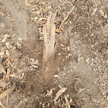 Stump Brothers - Root that can't be pulled out by hand and wasn't ground down - Tree Services Near Me Stump Brothers - Root that can't be pulled out by hand and wasn't ground down - Tree Services Near Me