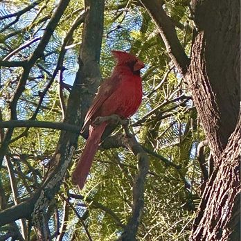 Boyce Thompson Arboretum - Beautiful cardinal! - Botanical Gardens Near Me - Superior, Arizona