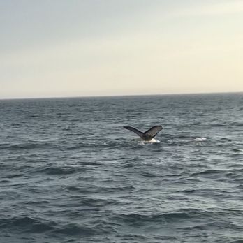 Seashine - Whale Tail - Boat Charters Near Me - Cabo San Lucas, BCS Seashine - Whale Tail - Boat Charters Near Me - Cabo San Lucas, BCS