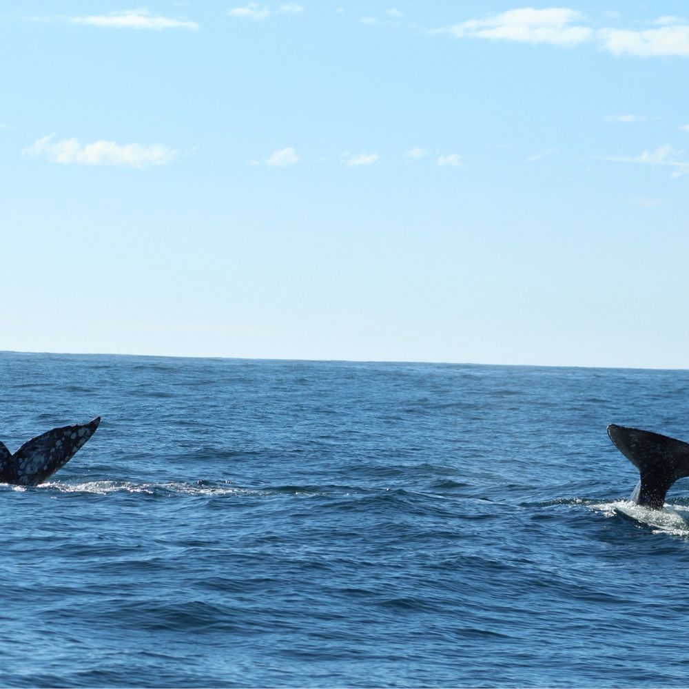 All Aboard Adventures - Gray whales double tail - Fishing Near Me - Fort Bragg, California All Aboard Adventures - Gray whales double tail - Fishing Near Me - Fort Bragg, California