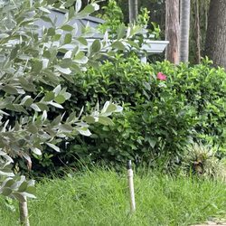 Condominium Associates - From 3 weeks ago. The grass has grown significantly since then. It's knee high to over, untrimmed neglected trees, that have caused damage.