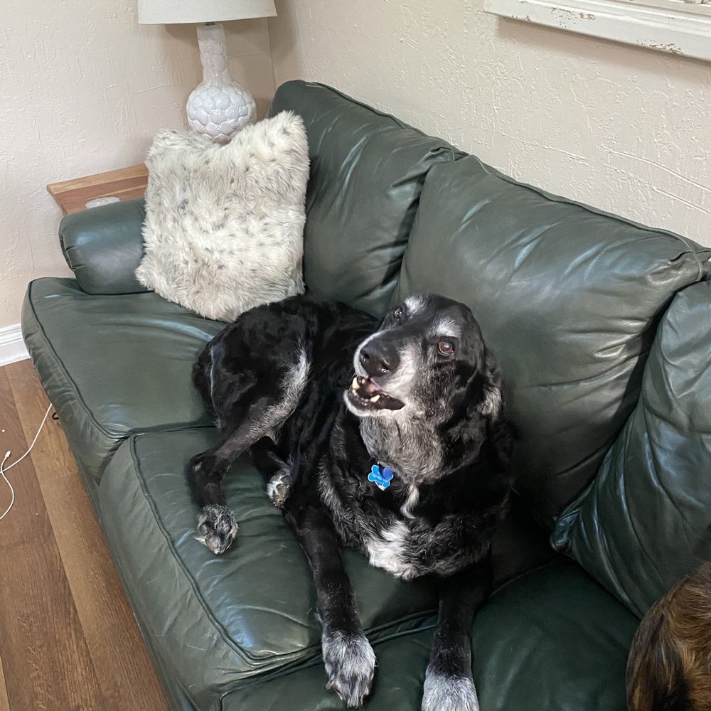 VEG ER for Pets - Lol Asher - Emergency Pet Hospital Near Me - Encinitas, California
