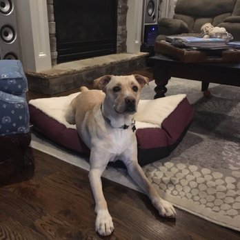 Pawsitive Futures - Leo learning how to settle on a bed. - Pet Training Near Me Pawsitive Futures - Leo learning how to settle on a bed. - Pet Training Near Me