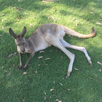 Lone Pine Koala Sanctuary - Zoos Near Me - Fig Tree Pocket, QLD Lone Pine Koala Sanctuary - Zoos Near Me - Fig Tree Pocket, QLD