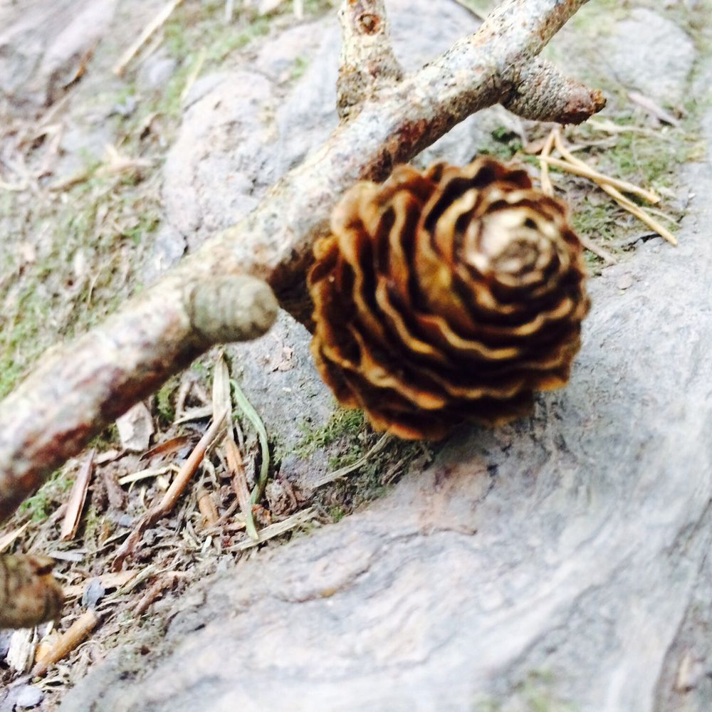Local pine cones Local pine cones