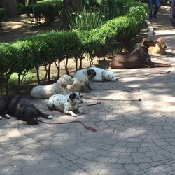 Parque de Perros - Perro in training.