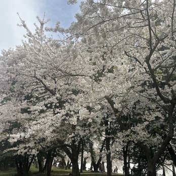 Tidal Basin - Lakes Near Me - Washington, DC, District of Columbia