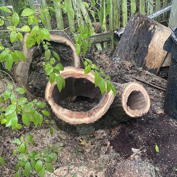 A & S Tree Service - This was a tree that had to come down. We did not know it was this damaged until the guys were cutting a branch. They checked with me prior - Tree Services Near Me - Wilmington, Massachusetts