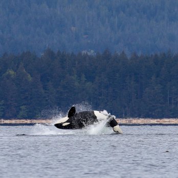 Wild Waterways Adventures - Whale Watching Tours Near Me Wild Waterways Adventures - Whale Watching Tours Near Me