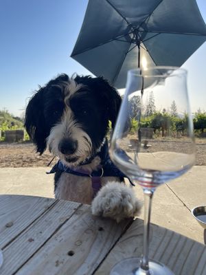 Tag + Jug Cider Co. and Taphouse by null