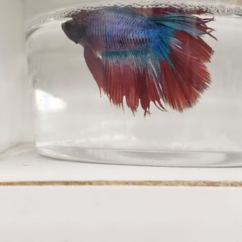 Petco - Pet Training Near Me - Rogers, Arkansas Petco - Pet Training Near Me - Rogers, Arkansas