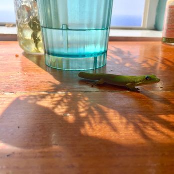 The Coffee Shack - Gecko friends visit you while you eat - Coffee & Tea Near Me - Captain Cook, Hawaii The Coffee Shack - Gecko friends visit you while you eat - Coffee & Tea Near Me - Captain Cook, Hawaii