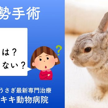 大阪府堺市キキ動物病院 15 Photos Veterinarians 中区深井北町117 3 堺市 大阪府 Japan Phone Number