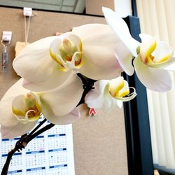 Farmers Market - County of Riverside - Thank you for the orchids Ms. B!