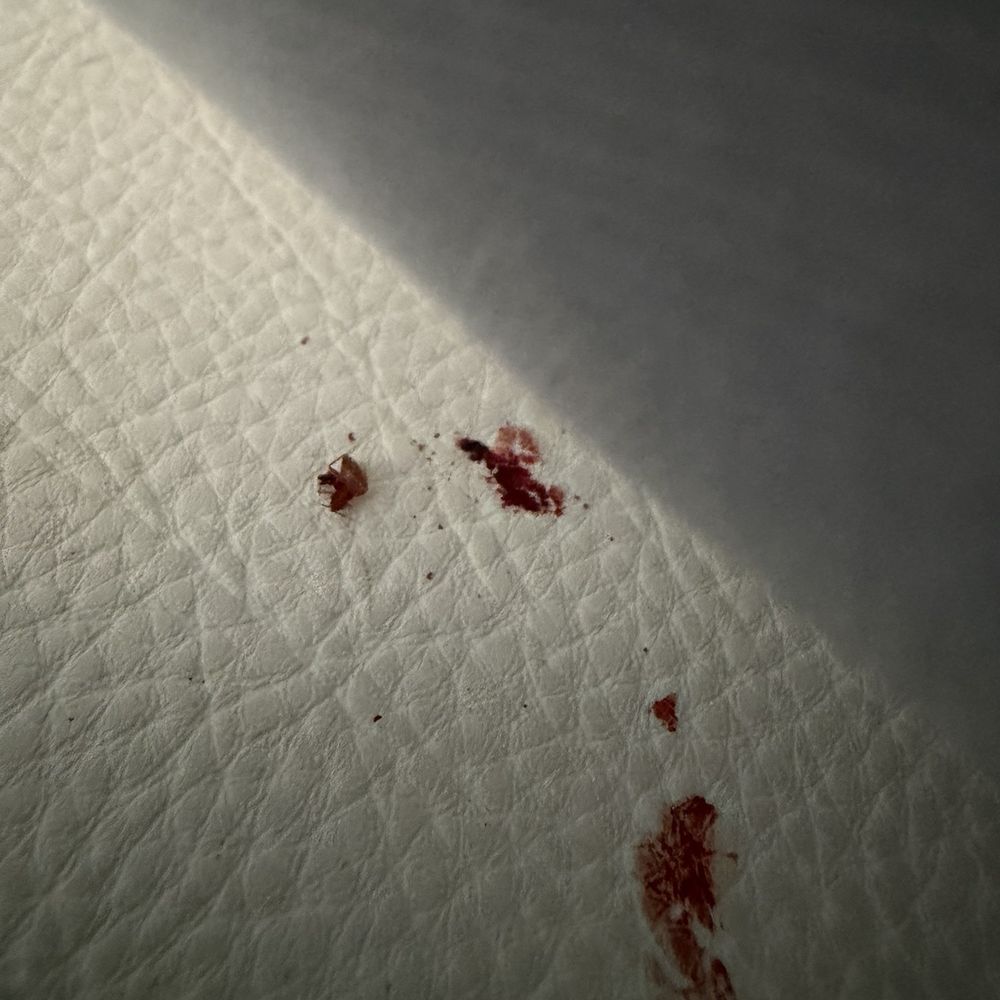 Bed bug Bed bug
