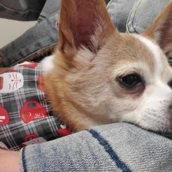 Fairgrounds Animal Hospital - Billy with his coffee cat bandana the techs put on him after his exam - Veterinarians Near Me - Reno, Nevada Fairgrounds Animal Hospital - Billy with his coffee cat bandana the techs put on him after his exam - Veterinarians Near Me - Reno, Nevada