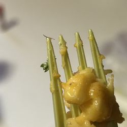 Tropical Taste Restaurant and Bakery - Finding hair in your food from a restaurant is traumatizing!