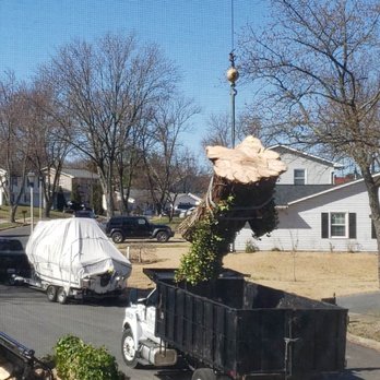 Nelson Tree Specialist - Tree Services Near Me - Highland, Maryland