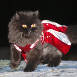 Black Rock Animal Hospital - Scarlett O'Hara, a happy, now 17 yr old client.