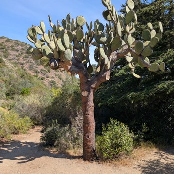 Catalina Island Conservancy - Desert Flora and Fauna - Parks Near Me - Avalon, California Catalina Island Conservancy - Desert Flora and Fauna - Parks Near Me - Avalon, California