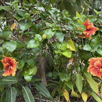 Bahia Resort Hotel - Beautiful landscaping - San Diego, CA