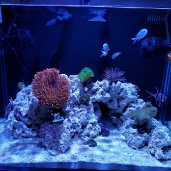 Aquarium Care and Supply - Beautiful Rose Tip anemone after 1 month. - Aquarium Services Near Me Aquarium Care and Supply - Beautiful Rose Tip anemone after 1 month. - Aquarium Services Near Me