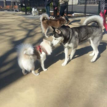 Lou Lodati Park - Molly trying to socialize with the big dogs - Playgrounds Near Me - Sunnyside, New York Lou Lodati Park - Molly trying to socialize with the big dogs - Playgrounds Near Me - Sunnyside, New York