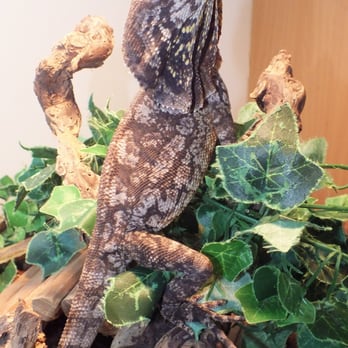 Reptile Cymru - Pet Stores Near Me - Cardiff, CRF