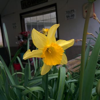 LSV Farm and Mill - Daffodil - Nurseries & Gardening Near Me - Hillsboro, Oregon LSV Farm and Mill - Daffodil - Nurseries & Gardening Near Me - Hillsboro, Oregon