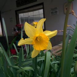 Daffodil