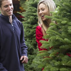 Cedar Grove Christmas Trees