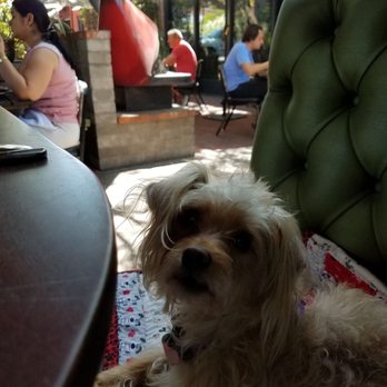 Windsor - This is Snickers enjoying The Windsor patio for Sunday Brunch! - New American Near Me - Phoenix, Arizona Windsor - This is Snickers enjoying The Windsor patio for Sunday Brunch! - New American Near Me - Phoenix, Arizona
