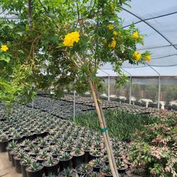 S-Y Nursery