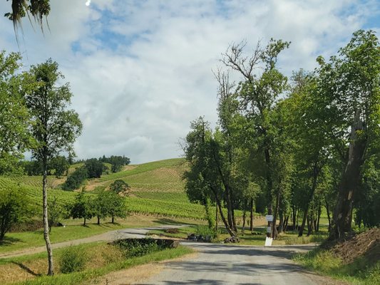 Maysara Winery by null