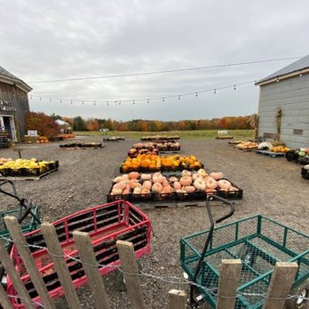 Awald's Giant Pumpkin Farm - Some of the gorgeous pre-picked gourds and pumpkins to be had. - Pumpkin Patches Near Me - North Collins, New York Awald's Giant Pumpkin Farm - Some of the gorgeous pre-picked gourds and pumpkins to be had. - Pumpkin Patches Near Me - North Collins, New York
