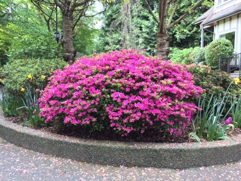 STAPLES LANDSCAPING Updated September 2024 Burnaby, British Columbia Landscape Architects