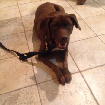 Restored k-9 Academy - Pet Training Near Me Restored k-9 Academy - Pet Training Near Me