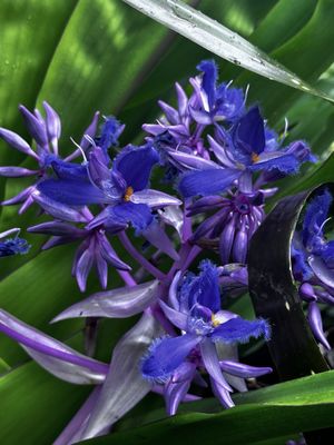 Olbrich Botanical Gardens by null