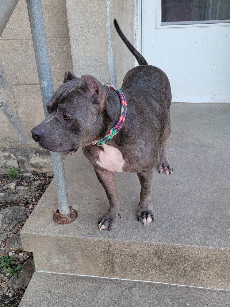 BOW WOW BOUTIQUE Updated September 2024 2217 E Main St, Gatesville, Texas Pet Groomers