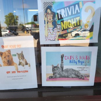 The Cozy Catfe - More events! - Pet Adoption Near Me - Arlington, Texas The Cozy Catfe - More events! - Pet Adoption Near Me - Arlington, Texas