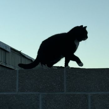 Paleteria La Michoacana - Yet another cat. - Ice Cream & Frozen Yogurt Near Me - Reno, Nevada Paleteria La Michoacana - Yet another cat. - Ice Cream & Frozen Yogurt Near Me - Reno, Nevada