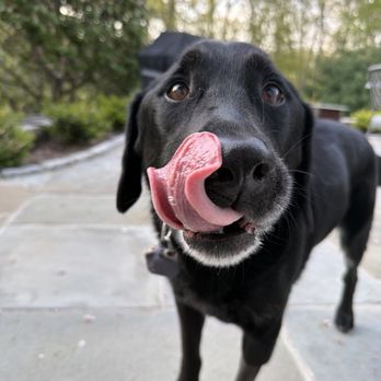 VCA Veterinary Referral and Emergency Center - Yum - Emergency Pet Hospital Near Me - Norwalk, Connecticut VCA Veterinary Referral and Emergency Center - Yum - Emergency Pet Hospital Near Me - Norwalk, Connecticut