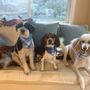 Photo of Pawfect Grooming