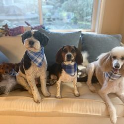 Pawfect Grooming