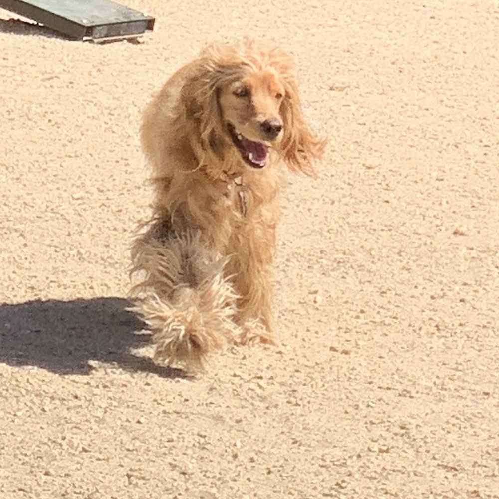 Olive Hills Park - Happy dog! - Dog Parks Near Me - Anaheim, California Olive Hills Park - Happy dog! - Dog Parks Near Me - Anaheim, California