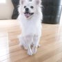 Photo of Crowned Canines Dog Grooming Spa & Boutique